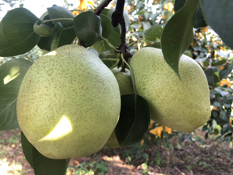 展示金花梨与菠萝格梨的外观对比,金花梨呈金黄色,菠萝格梨则为黄绿色 金花梨与菠萝格梨对比图
