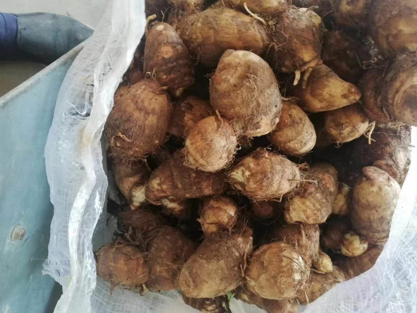 煮熟的毛芋头冷藏保存示意图
