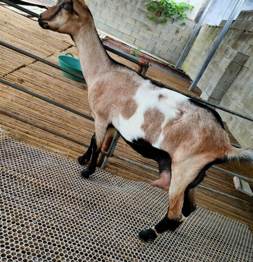 红鹿奶山羊,高产奶大体型!