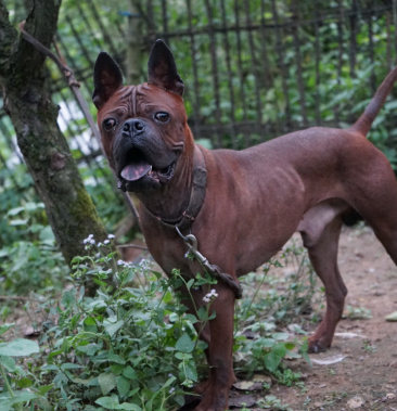 重慶地區長期繁殖 正宗大體川東獵犬杜高比特犬 黑狼 下司