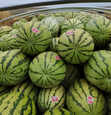 [西瓜批发]宁夏精品石头瓜,峰瑶情价格0.55元/斤 - 一亩田