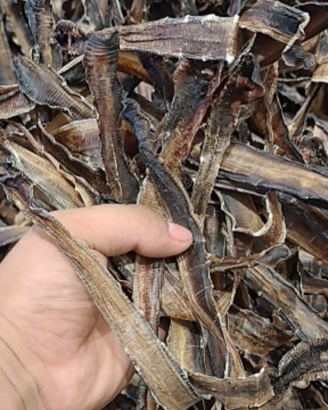 广西玉林,精选精品大地龙