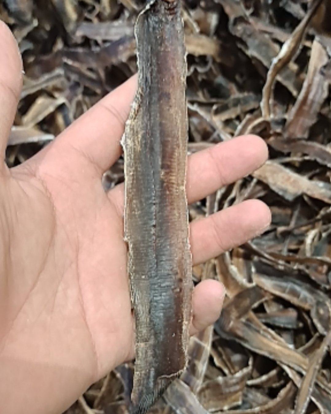 广西玉林,精选精品大地龙