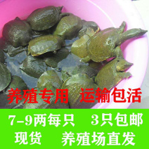 7-9两中华甲鱼苗，养殖专用，成活率高，生长快，适合各种