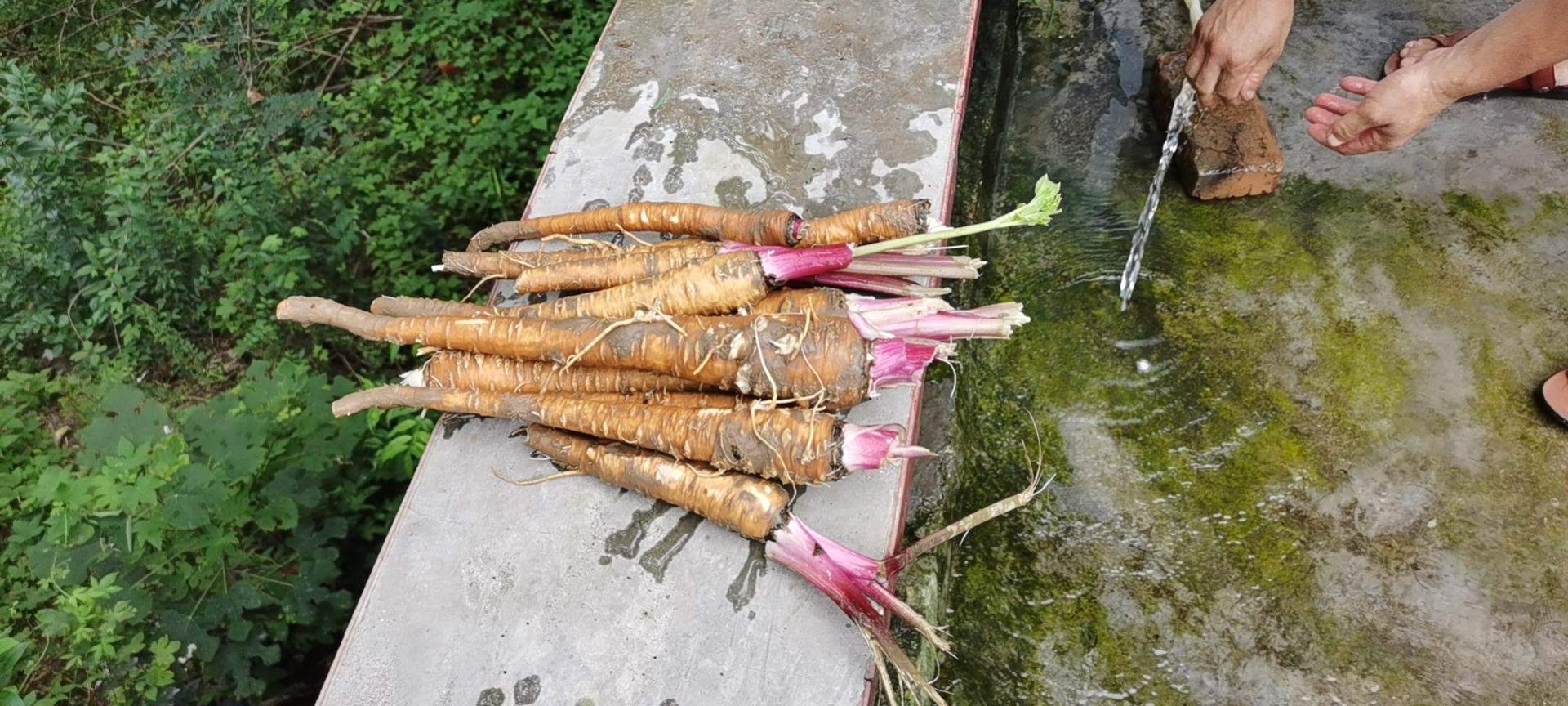 白芷质量检测实验室工作场景