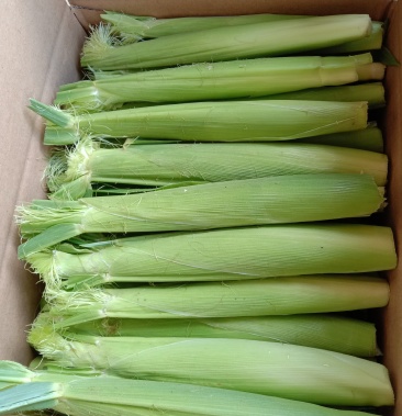 长期供应新鲜带皮玉米笋带皮带须发货净重5斤9斤两个规格