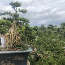 雀舌黄杨盆景造型黄杨盆景四季春