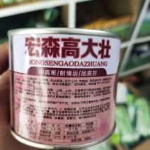 宏森高大壮洋葱种子欧兰德洋葱种子半高壮高产洋葱种子