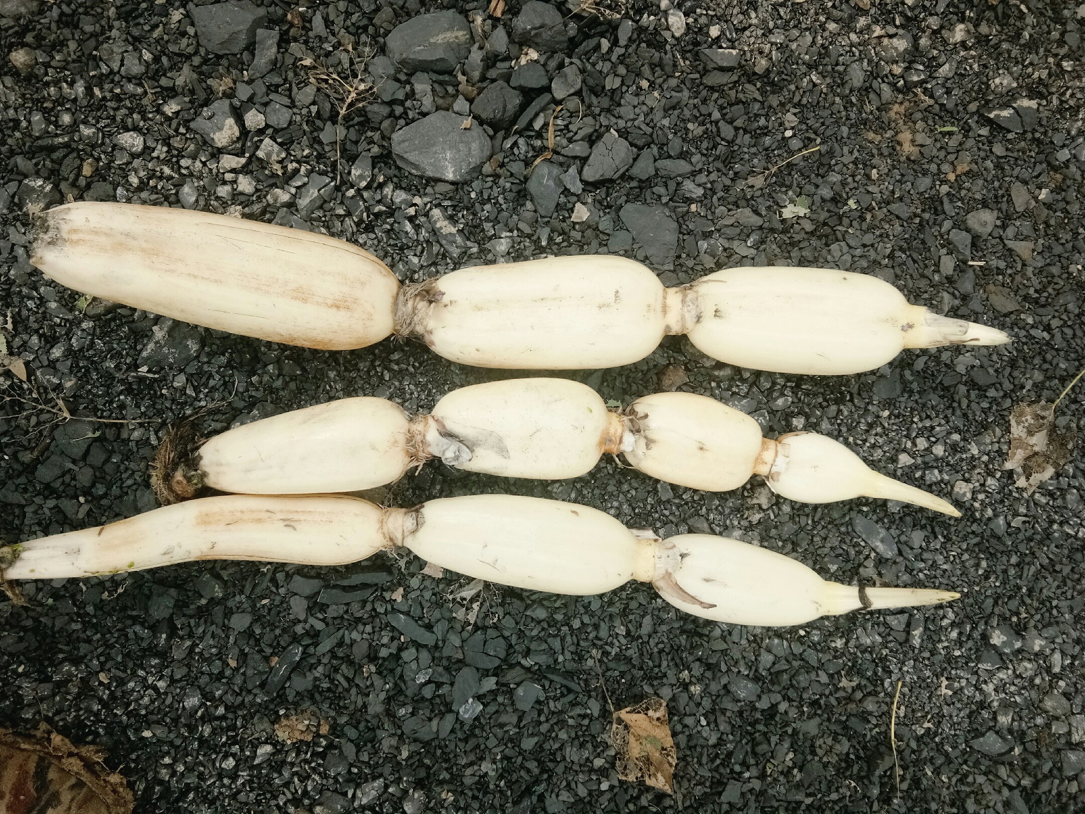 黑莲藕整株采收场景