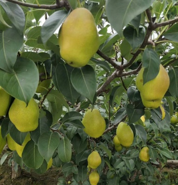 红香酥梨基地红香酥梨价格红香酥梨产地红香酥梨批发