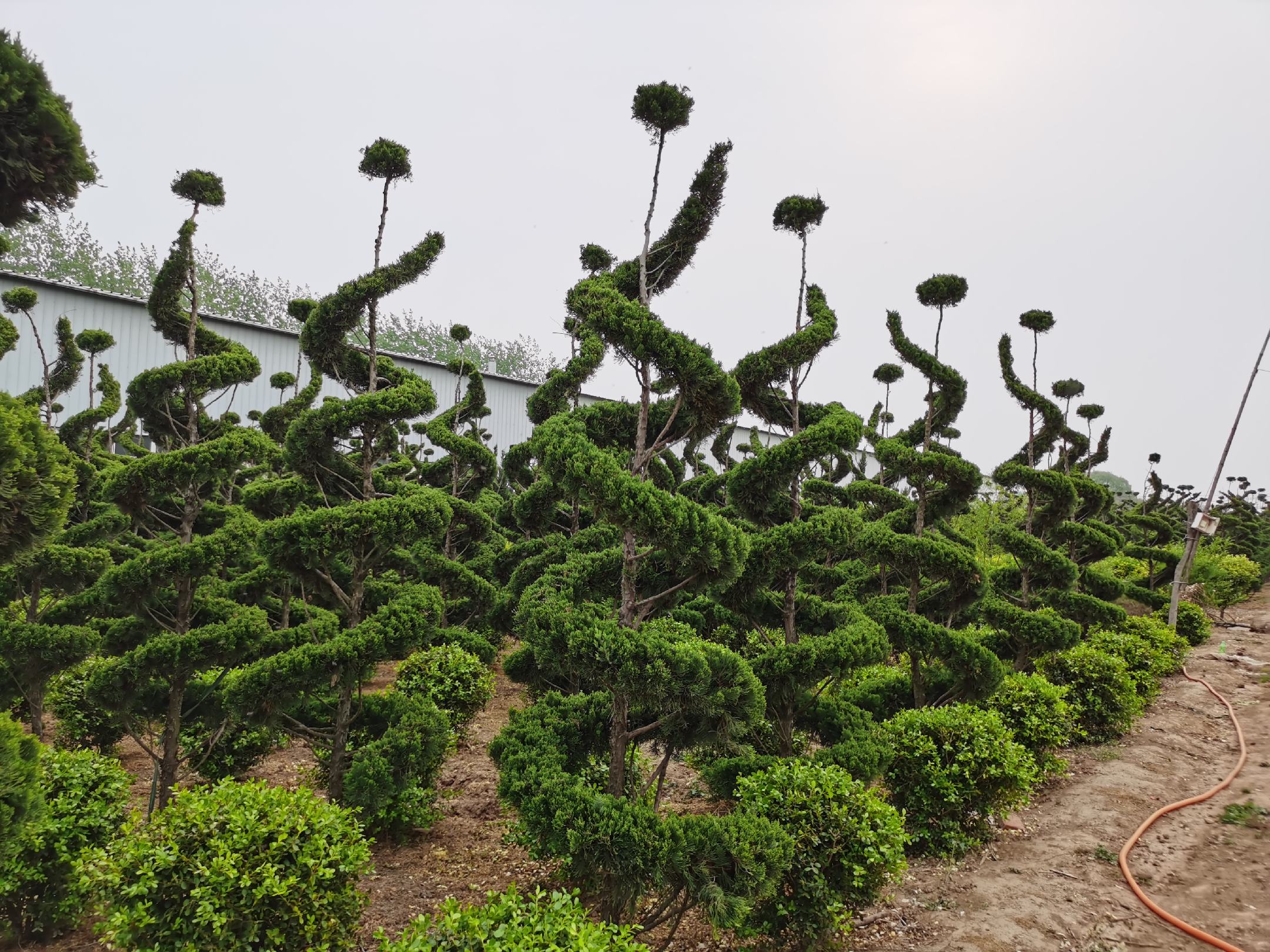 展示龙柏与侧柏的外观对比,龙柏枝条呈螺旋状,侧柏叶片扁平羽状 龙柏与侧柏对比图