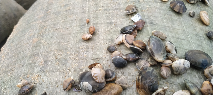 花蛤与蚬子的形态对比图