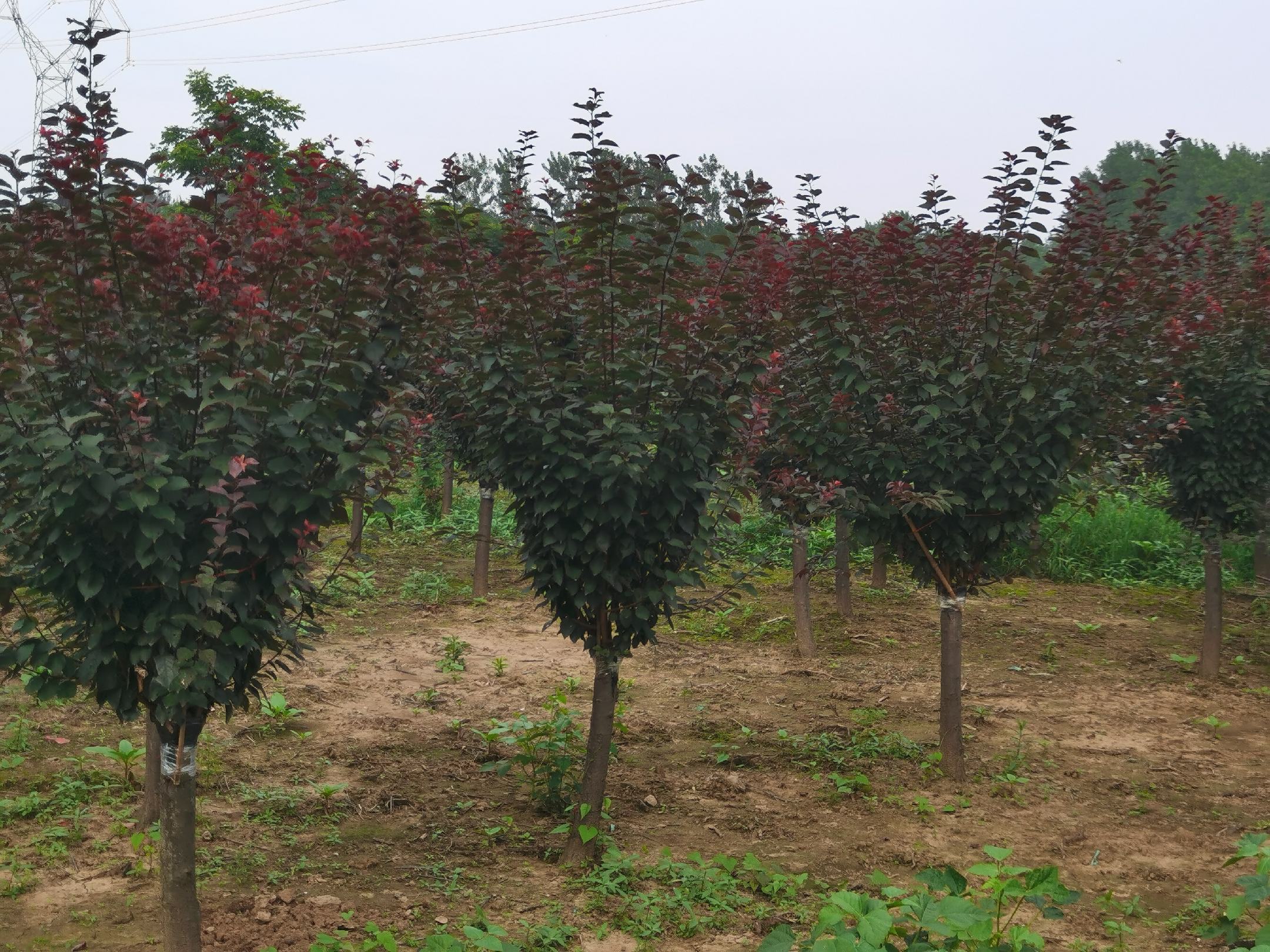 桃美人修剪整形示意图