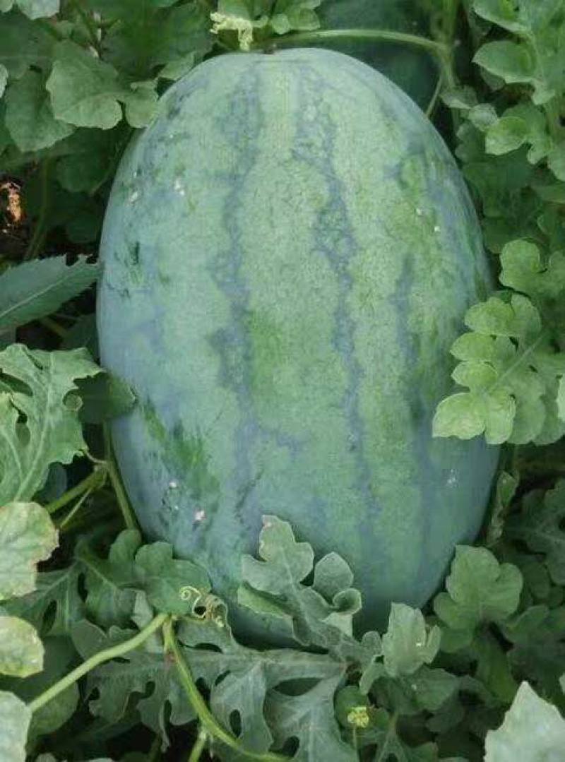 山东东明西瓜陆续火热上市中