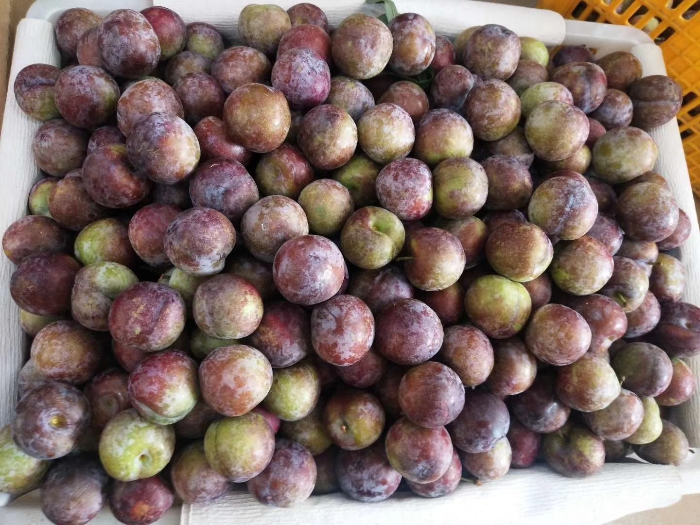 一颗成熟的脆红李子被轻轻托在手掌中,果皮呈紫红色带有天然果粉,表面光滑无损伤,果形圆润饱满,切开后果肉为淡黄色,质地紧密,汁水丰富,旁边放置一把水果刀和一片绿叶作为衬托 脆红李子特写