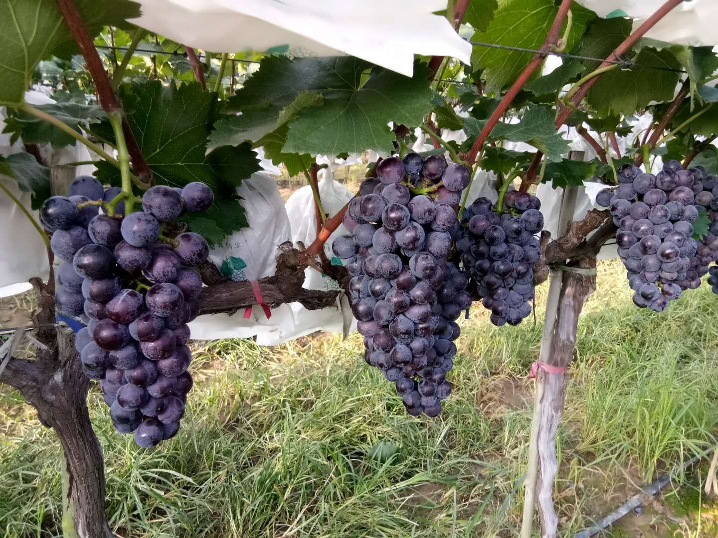 一串成熟的户太八号葡萄挂在藤上,果粒呈紫黑色,饱满圆润,表面覆盖一层天然果粉,背景为阳光照射下的葡萄园,突出果实的光泽与密集排列的果穗 户太八号葡萄特写
