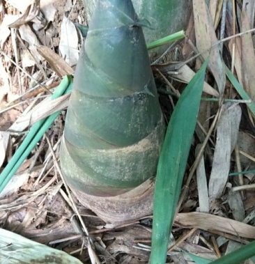 高山四季竹笋麻竹笋都是它