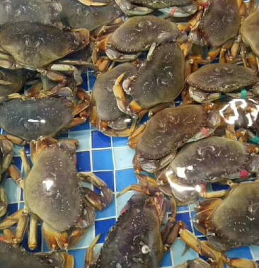 加拿大深海活鲜珍宝蟹