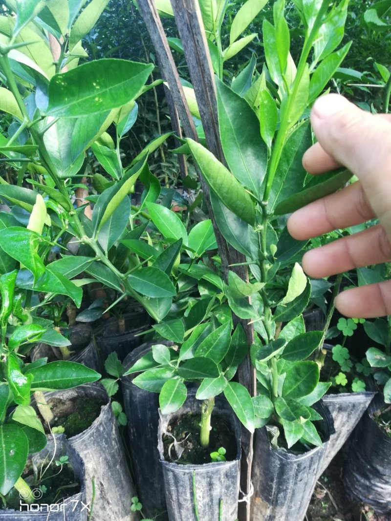 华美:2号早熟杂柑新品种