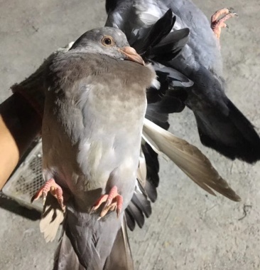 [明瓦灰鸽批发]广西南宁灰鸽,大花丰毛,八两起价格13.