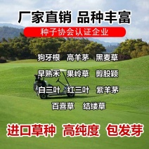 果岭草地毯草种子果岭草草籽地毯草草种四季长青不用修剪草坪