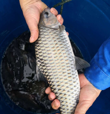 大量批发零售青波鱼苗(中华倒刺巴)欢迎来电咨询