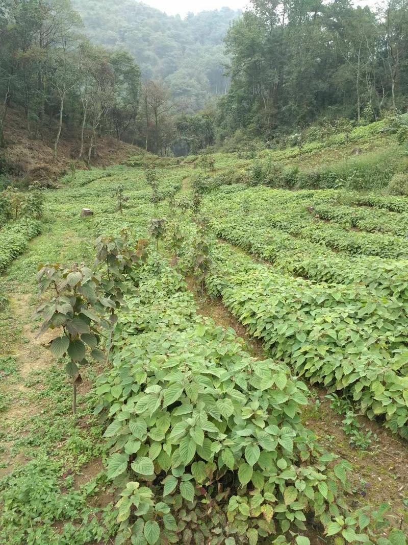 珙桐苗苗木基地图片