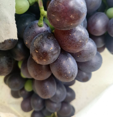 山东烟台蓬莱玫瑰香无籽葡萄