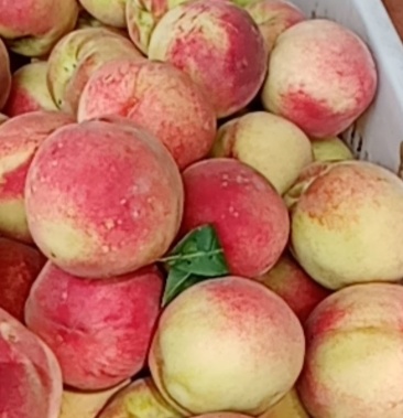 九宝桃精品好货大量有货