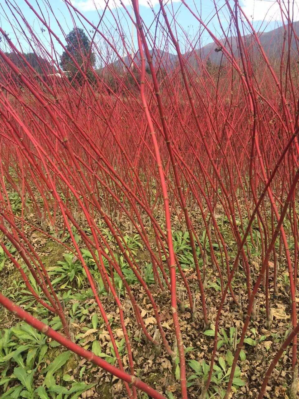 玉兰苗红玉兰苗三季鸿运玉兰玉兰树娇红一号真品