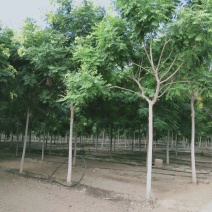 5公分栾树价格8公分栾树价格河北栾树基地