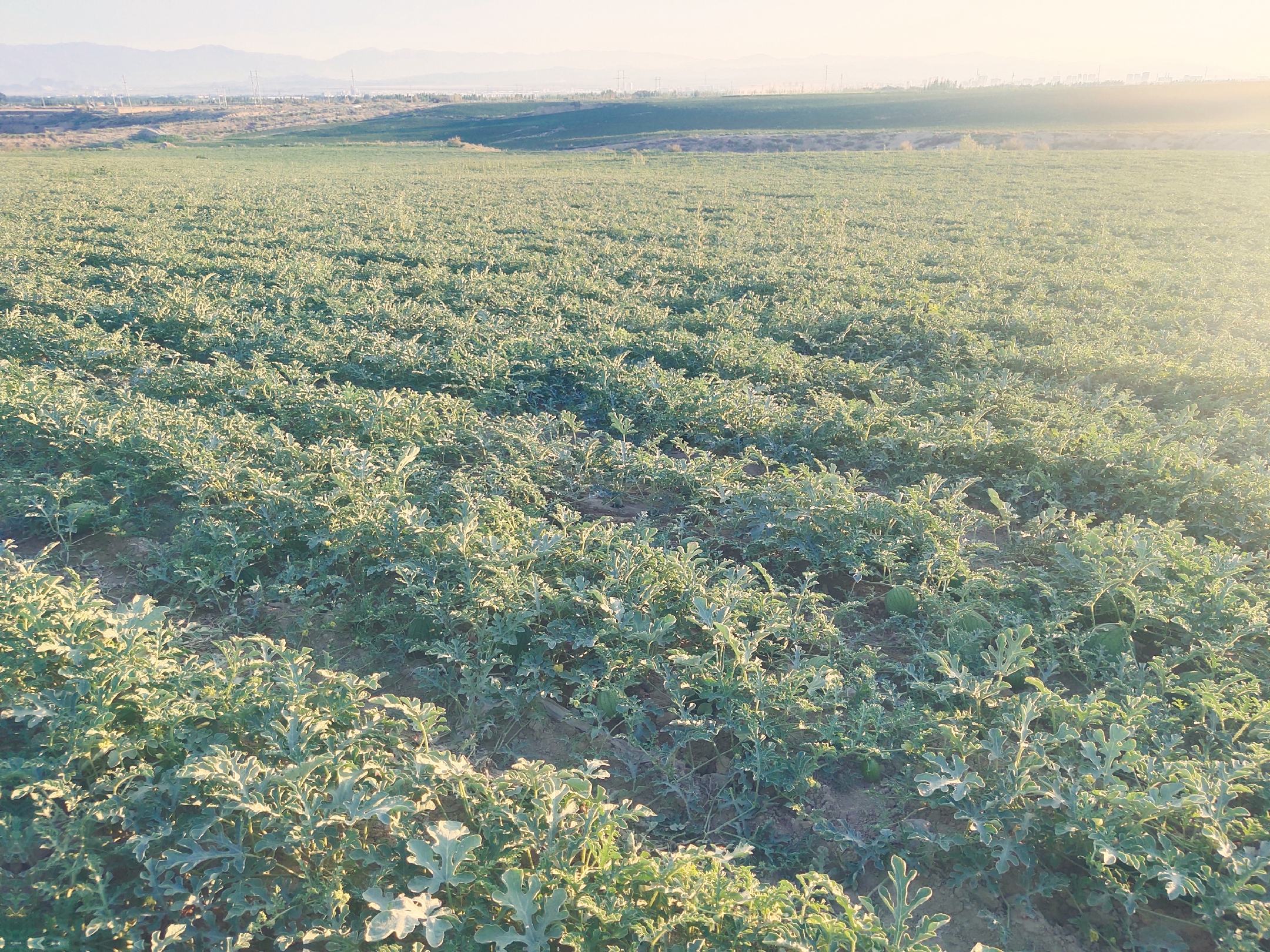 一朵盛开的瓜花旁边,一颗初具形态的网纹瓜正在藤蔓下悄然生长,绿叶掩映,生机盎然 瓜花与初果期的网纹瓜共生图