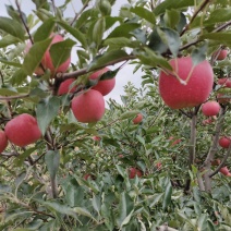 苹果苗，嘎啦苹果苗龙威苹果苗龙嘎苹果苗