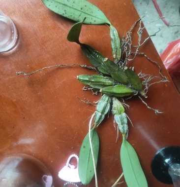 十万大山野生龟背石斛