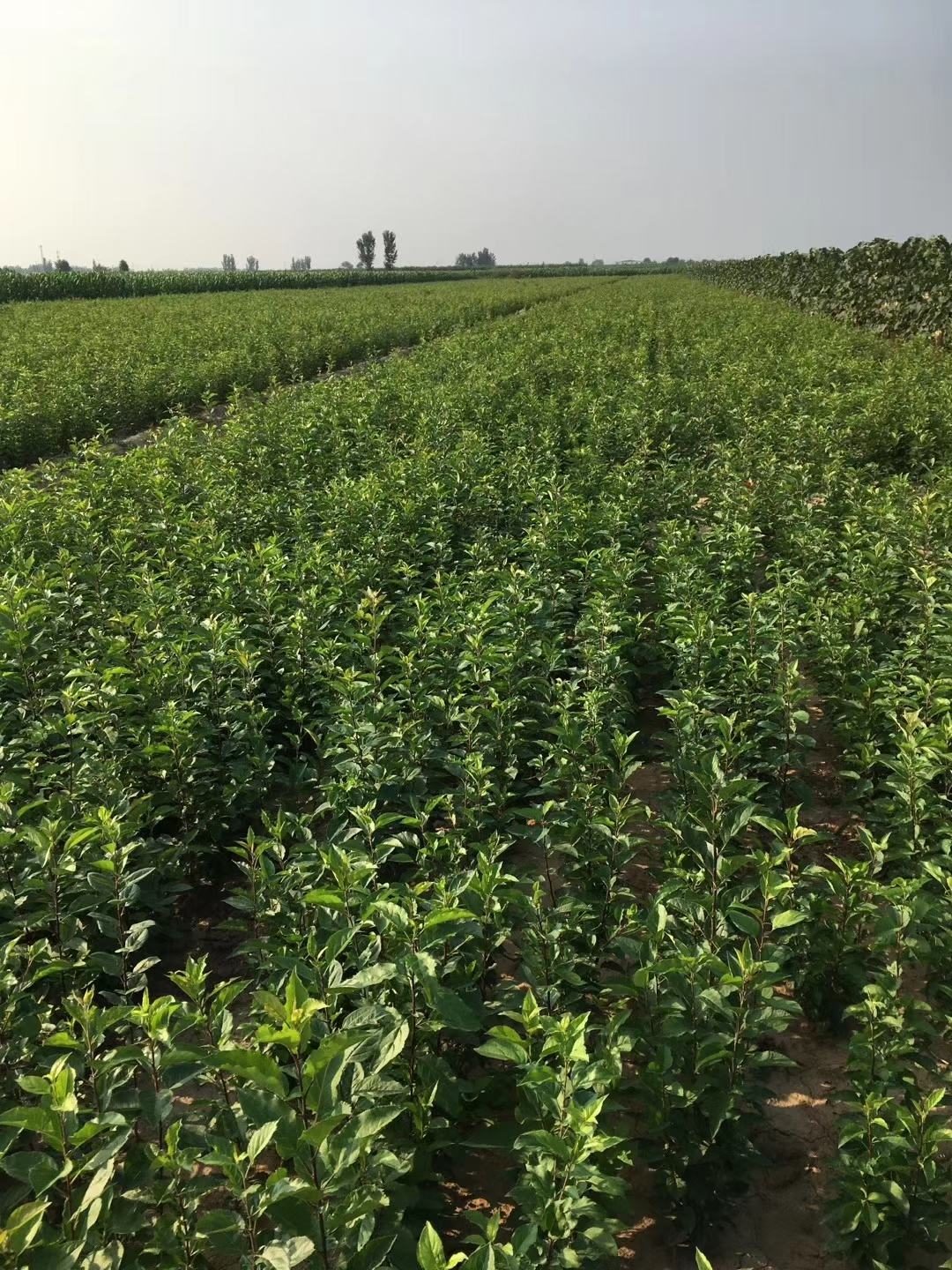 [海棠苗批发]1年生八棱海棠苗,是嫁接苹果树苗,及绿化海棠的砧木苗