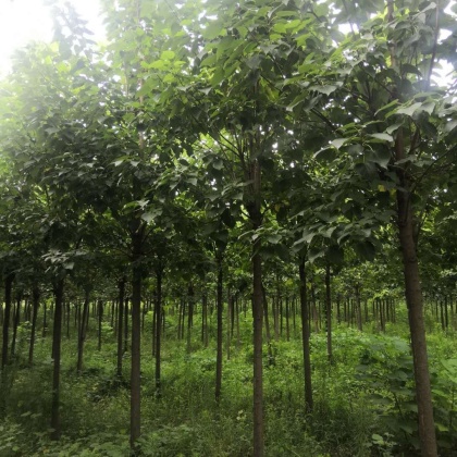 河南楸树价格行情走势 - 一亩田