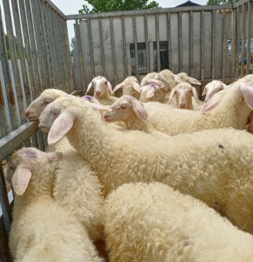 纯种湖羊精品小公羔精品小母羔精品三胞胎种公羊