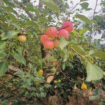 沙果，大量现货下树，酸甜可口