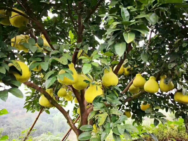 柚子树成熟果实图
