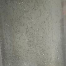 【热销】鳊鱼苗武昌鱼苗水花鱼苗夏花鱼苗欢迎电话咨询