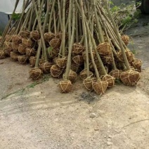 紫叶李5公分6公分8公分10公分价格，红叶李价格