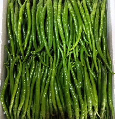 青红线椒7月6号上市基地直供