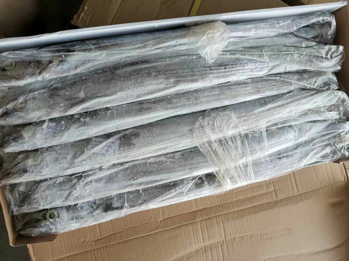 一箱刚捕捞上岸的带鱼正在进行冰鲜预冷处理,鱼体完整、色泽银白,表面均匀铺满透明碎冰,周围环境整洁,背景可见渔船和冷藏车,体现从源头开始的冷链管理 带鱼在冰鲜状态下整齐码放于泡沫箱中,表面覆盖碎冰,箱体标注“冷链运输”字样