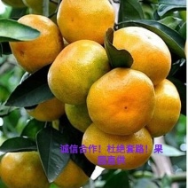 湖南石门蜜橘，基地直供，一手货源，按客户需求收货