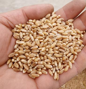 西农979小麦品种简介图片
