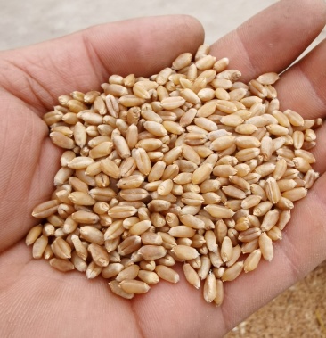 出售小麦郑麦9023西农979