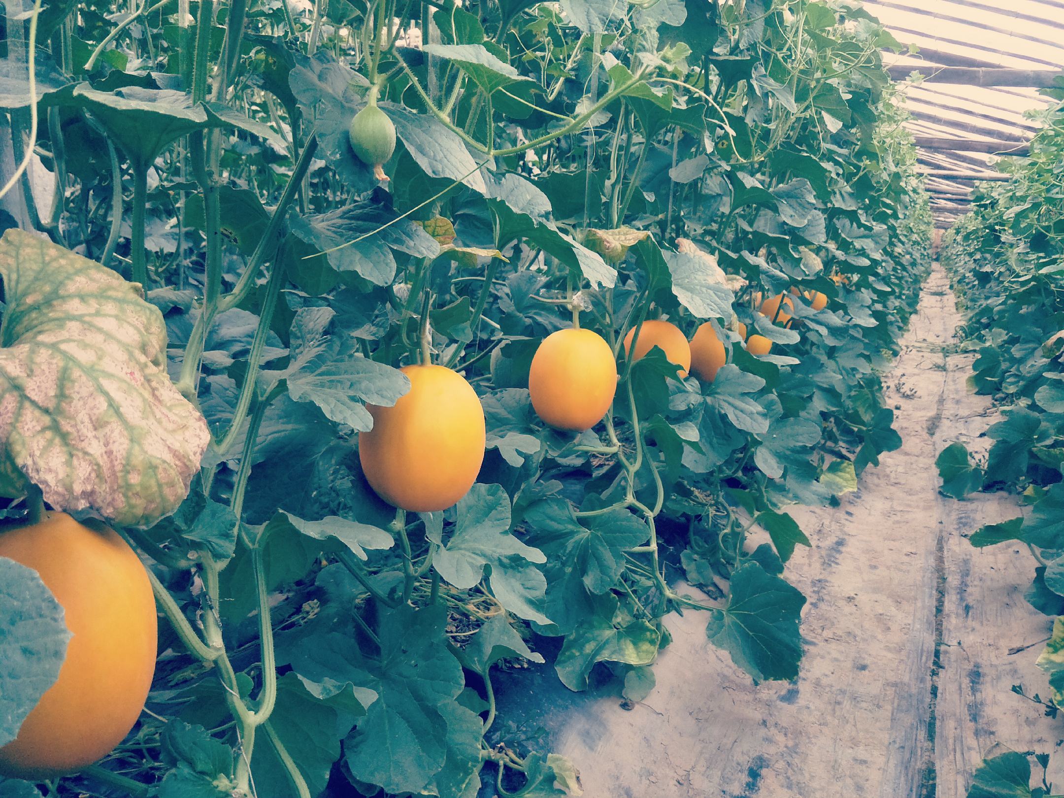 一片绿意盎然的甜瓜地,藤蔓匍匐生长,叶片宽大,多个久红瑞甜瓜半掩于叶下,瓜体表面有明显网状纹理,阳光透过叶片洒在瓜上,呈现出自然生态的种植环境 久红瑞甜瓜田间生长场景