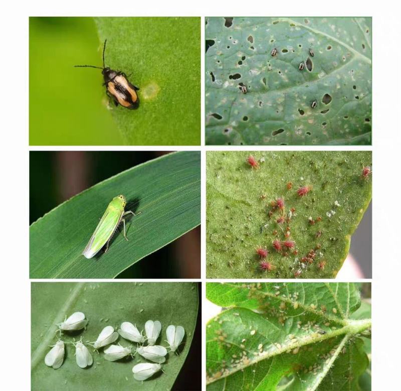 跳远跳甲蔬菜叶菜小白菜跳甲叶甲臭屁虫跳跳虫专用杀虫剂