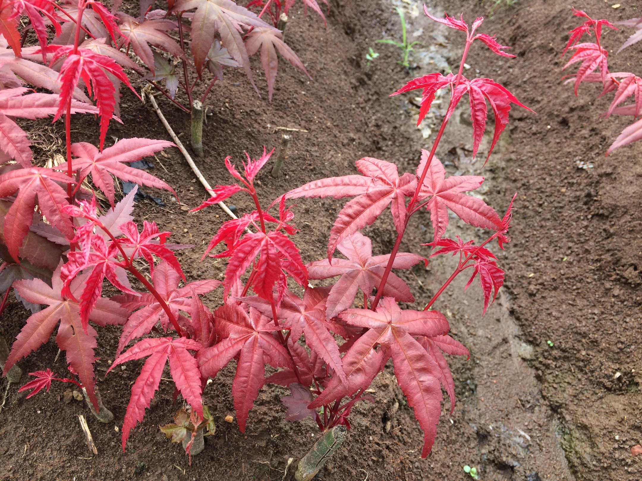 工人正在移植红枫苗