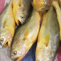 广东大量新鲜海鲜鱼虾蟹